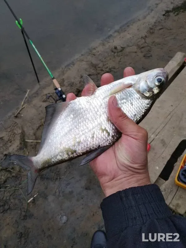 Chub, Perch — Dubrovenka, Aug 01, 2019
