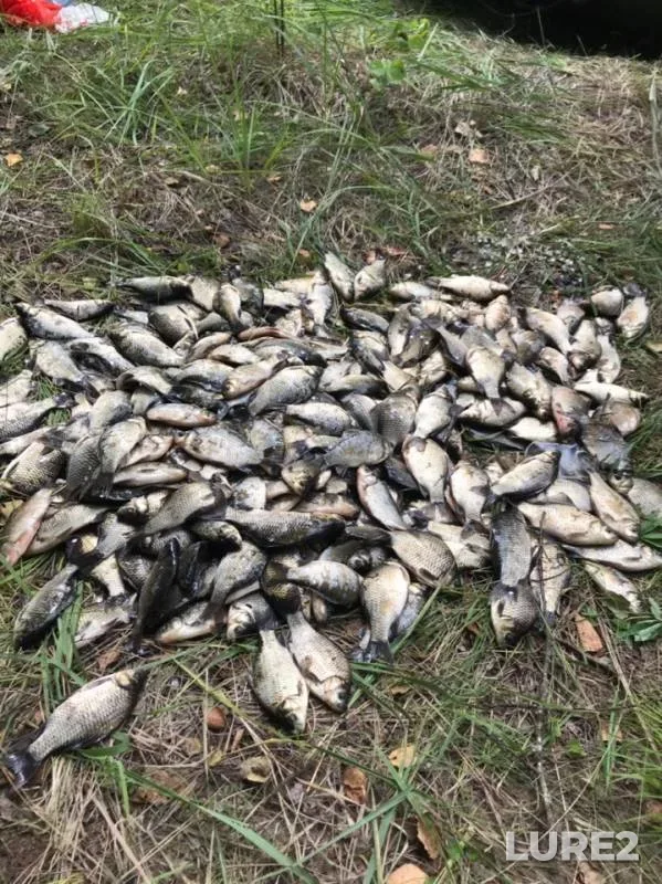 Crucian carp — Malaya Berezina, Aug 02, 2019