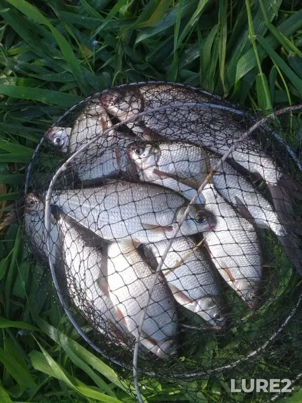 Bream — Dubrovenka, Aug 28, 2019