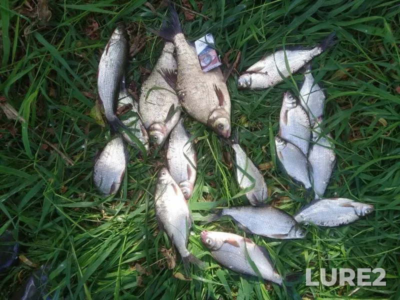 Bream — Dubrovenka, Aug 28, 2019