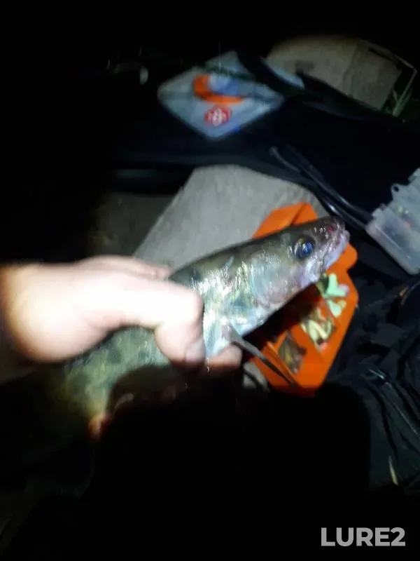 Burbot — Stabna, Sep 11, 2019