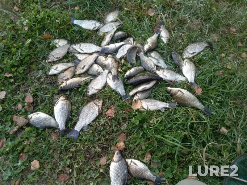 Crucian carp — Smolenskaya oblast, Sep 28, 2019