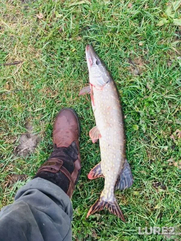 Pike — №9, Oct 07, 2019