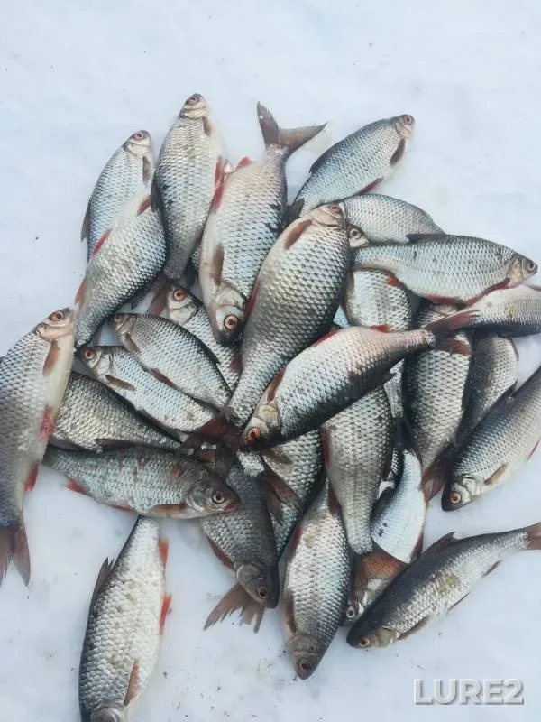 Roach — Argazinskoye, Mar 20, 2019