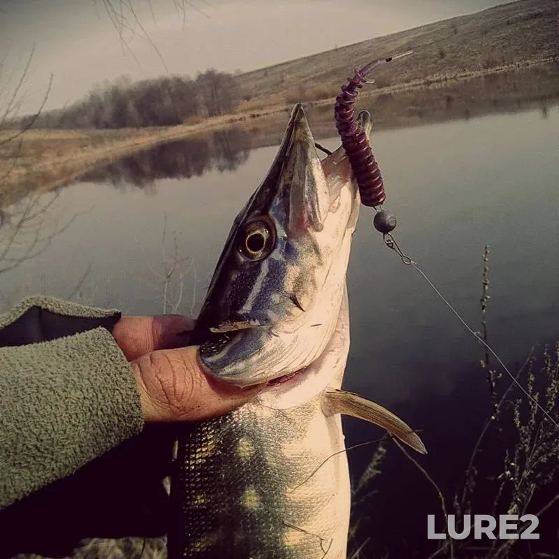 Pike — Sumska oblast, Mar 12, 2016