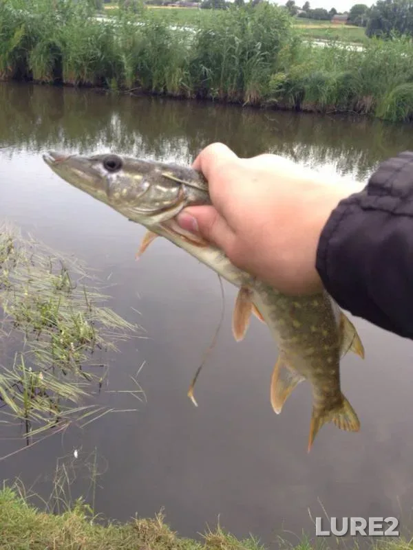 Pike — Chernoguzka, Jun 28, 2016