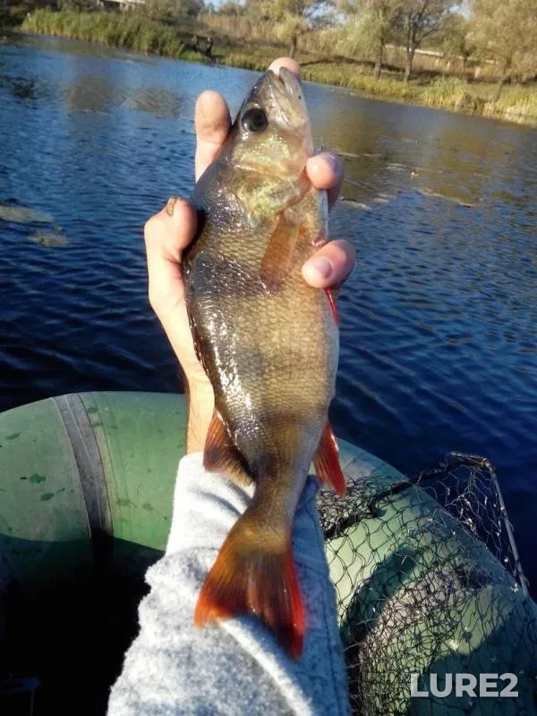 Perch — Kharkіvska oblast, Oct 18, 2016