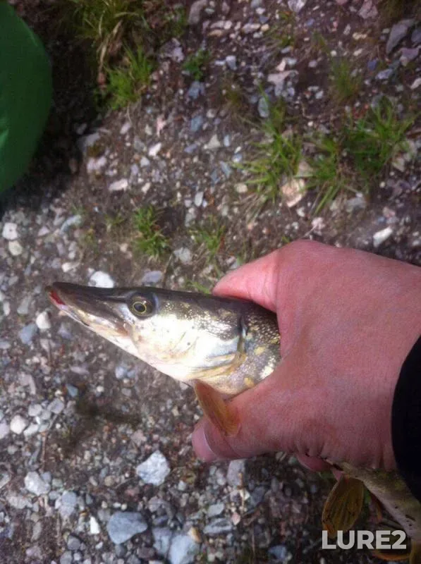 Pike — Krasnopavlovskoye, May 09, 2017