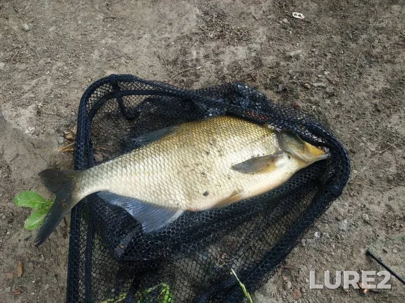 Bream — Okhtinskiy razliv, Jun 16, 2019