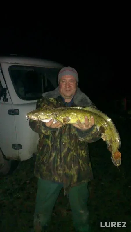 Burbot — Yayva, Dec 15, 2018