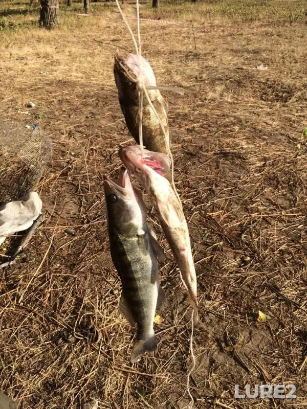 Wels catfish, Zander — Volga, Jan 21, 2019