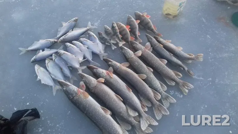 Bream, Perch — Khopyor, Feb 12, 2019