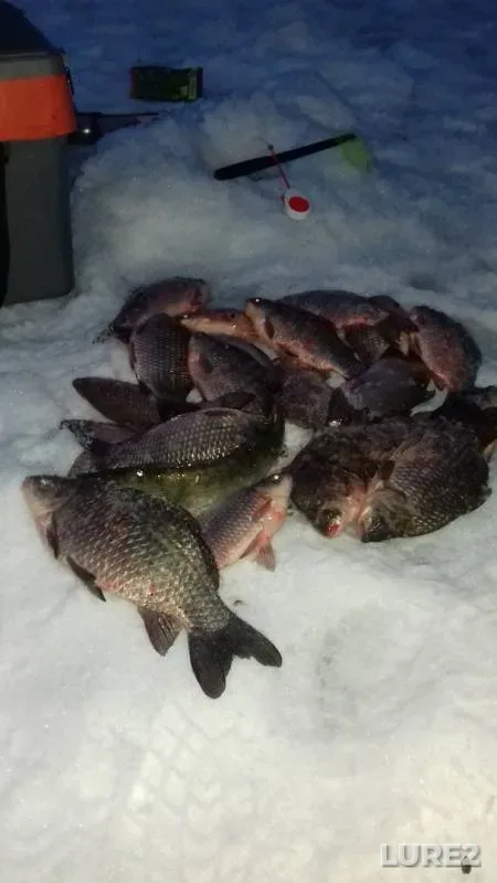 Crucian carp — Khopyor, Feb 15, 2019