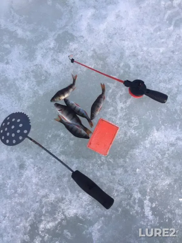 Perch — Volgo-Baltiyskiy kanal, Feb 15, 2019