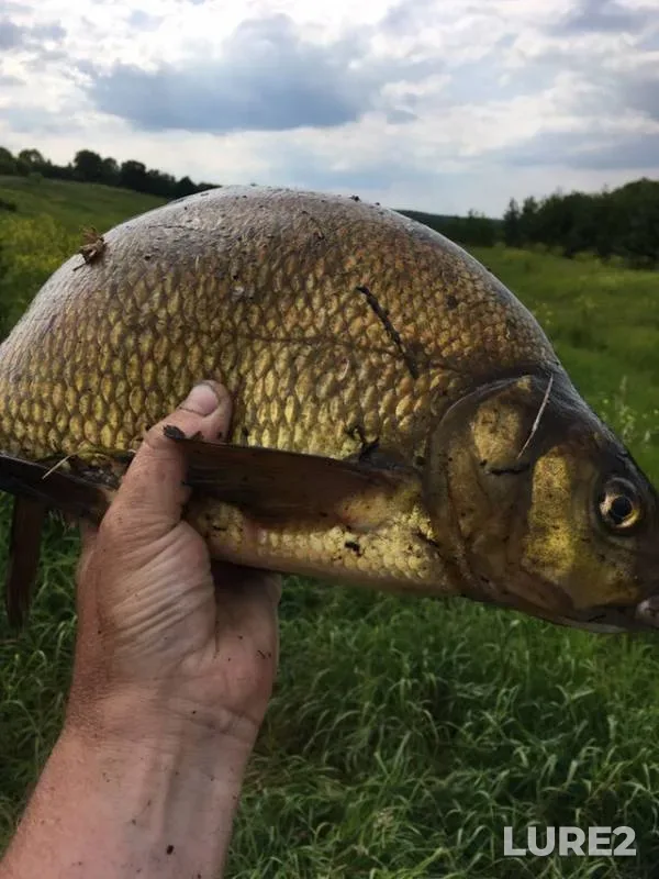 Bream — Don, Mar 03, 2019