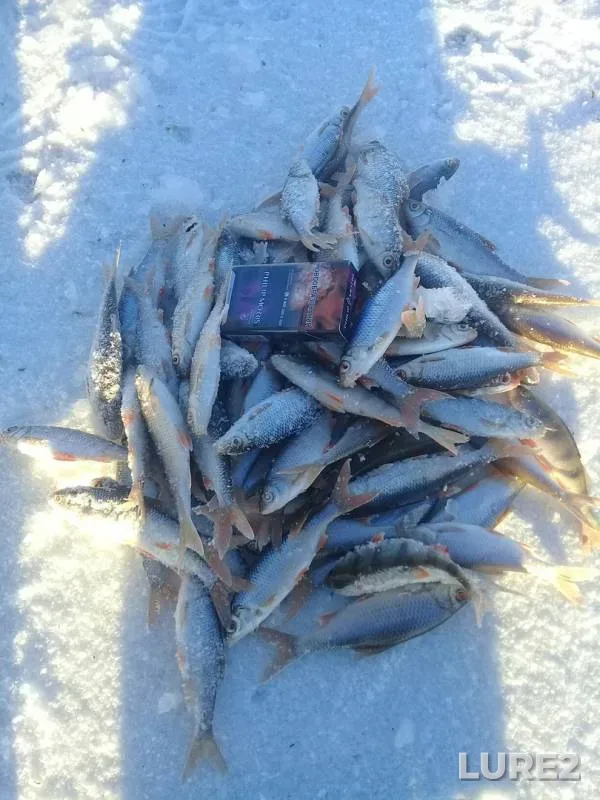Perch, Roach — Nizhniy Iremel, Dec 11, 2018