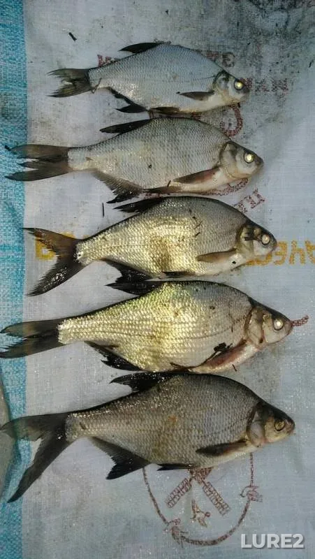 Bream — Shakva, May 30, 2019