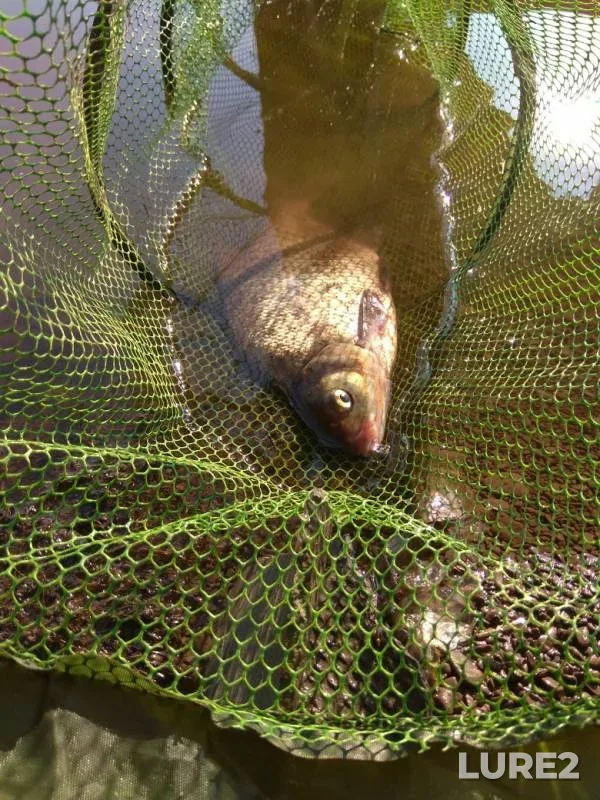 Bream — Volkhov, Jun 23, 2019