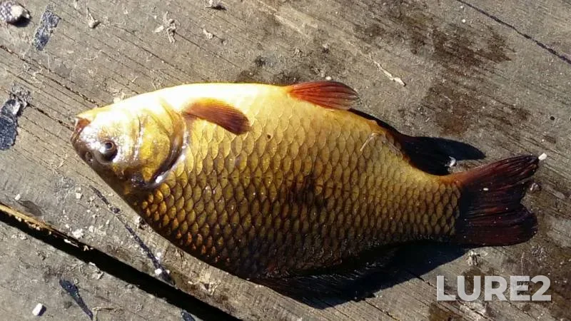 Crucian carp — Bolshaya Nanoga, Jul 17, 2019