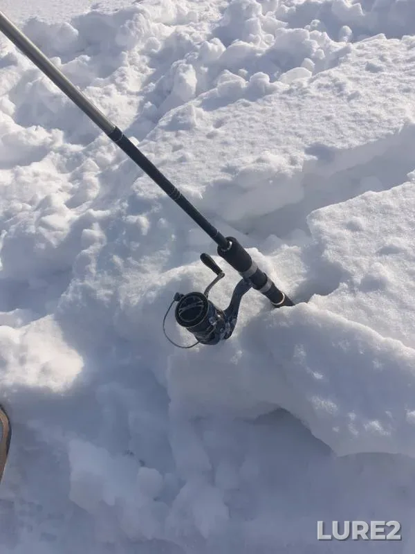Perch — Tura, Feb 24, 2019