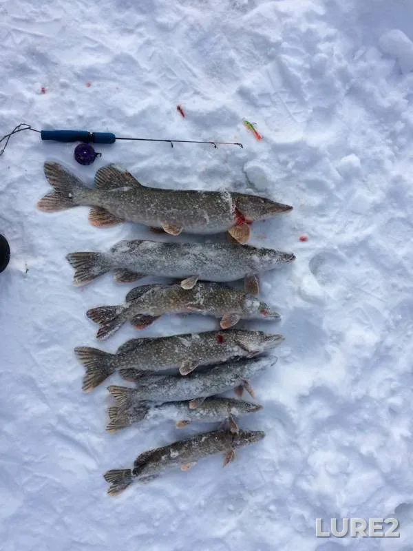 Pike — Tap, Feb 24, 2019