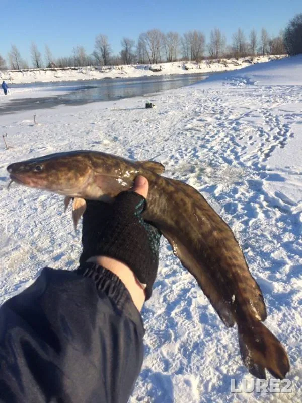 Burbot — Tura, Feb 26, 2019