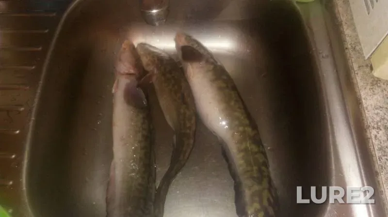 Burbot — Tobyl - Tobol, Mar 05, 2019