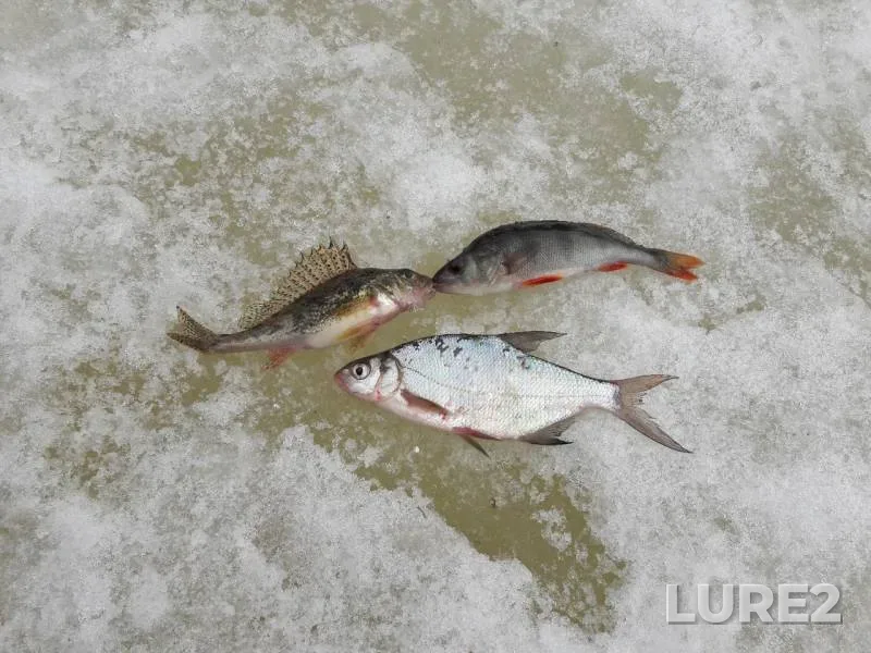 Bream, Perch — Balda, Mar 26, 2019