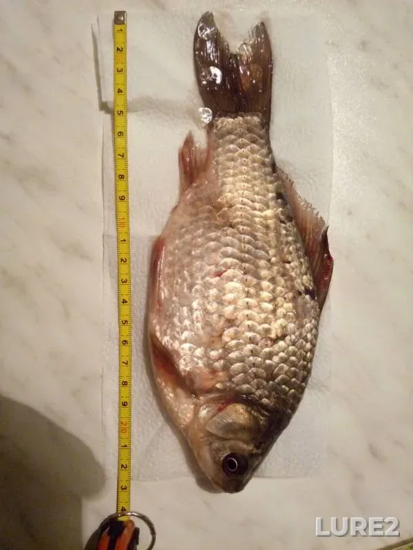 Crucian carp — Kurganskaya oblast, Apr 03, 2019