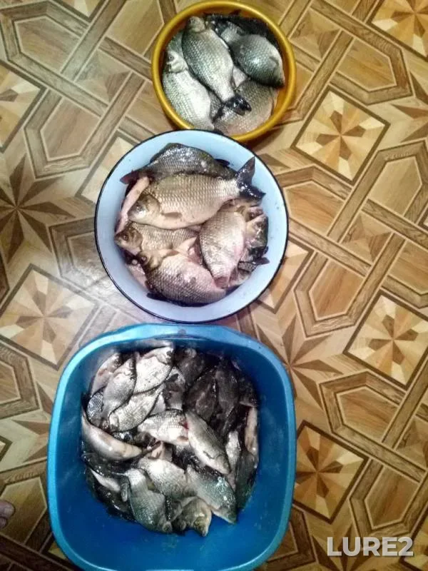 Crucian carp — Travnoye, Apr 06, 2019