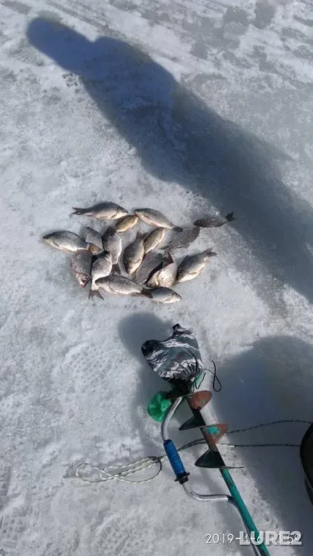 Crucian carp — Kurganskaya oblast, Apr 07, 2019