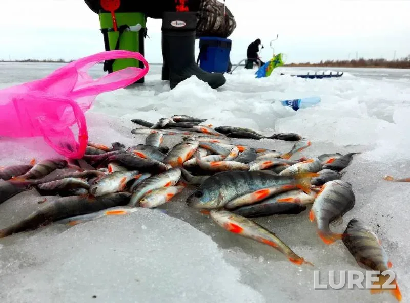Perch — Andreyevskoye, Apr 08, 2019