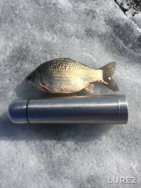 Crucian carp — Travnoye, Apr 10, 2019
