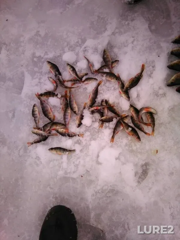 Perch — Kaluzhskaya oblast, Baryatinskiy rayon, Jan 13, 2015