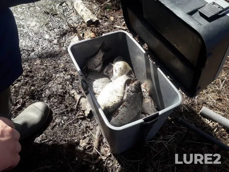 Crucian carp — Bolshoye Tarmanskoye, May 04, 2019