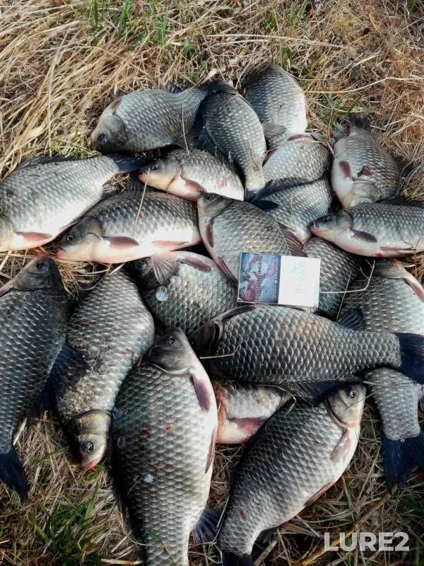 Crucian carp, Perch — Andreyevskoye, May 06, 2019