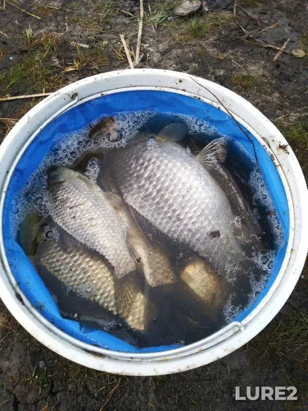 Crucian carp — Fomintsevo, May 09, 2019