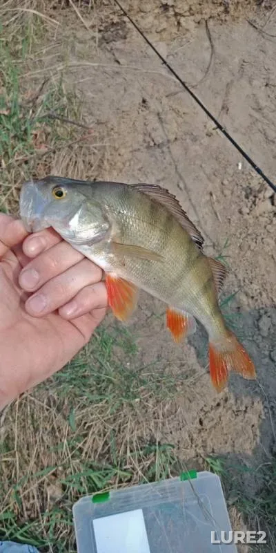 Perch — Andreyevskoye, May 09, 2019