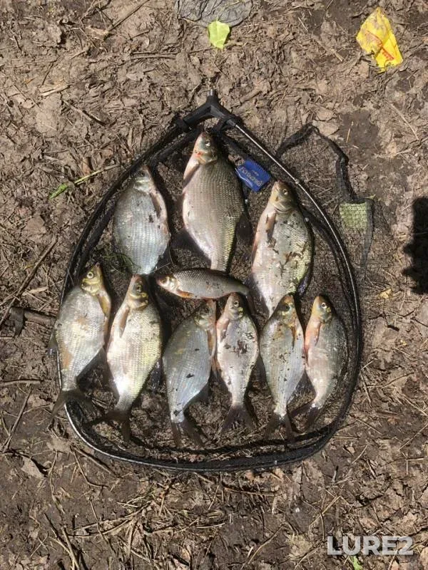 Bream — Tura, Jun 09, 2019