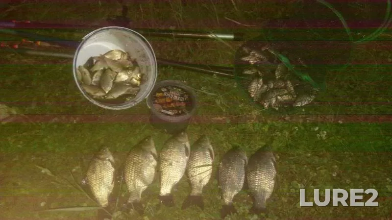 Crucian carp — Tobyl - Tobol, Jun 19, 2019