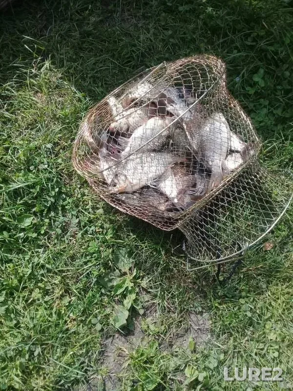 Crucian carp — Ipkul, Jun 20, 2019