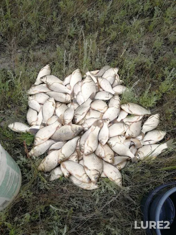 Crucian carp — Fomintsevo, Jun 26, 2019