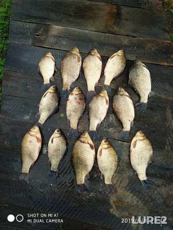 Crucian carp — Yesіl, Jun 27, 2019