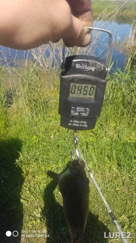 Crucian carp — Malyy Churtan, Jul 01, 2019