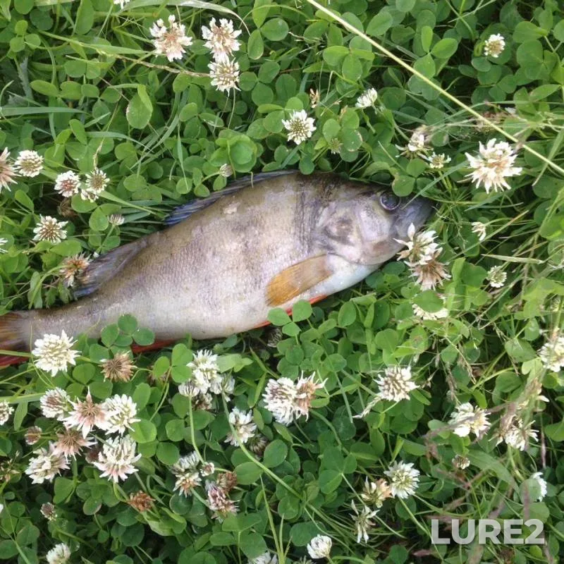 Perch, Pike — Tura, Jul 01, 2019