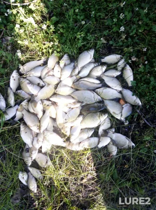 Crucian carp — Revda, Jul 01, 2019