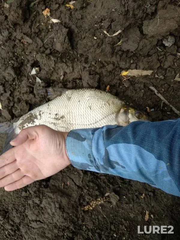 Bream, Ide — Tura, Jul 03, 2019
