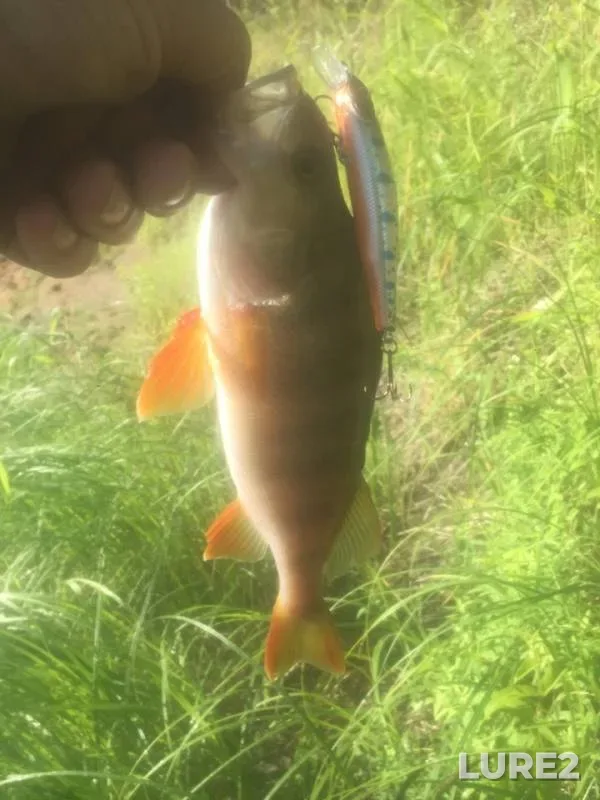 Perch, Pike — Azanka, Jul 06, 2019