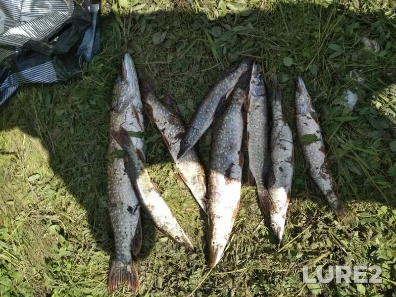Pike — Kurchigay, Jul 07, 2019