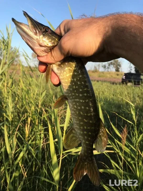 Carp — Ponura, Oct 01, 2019